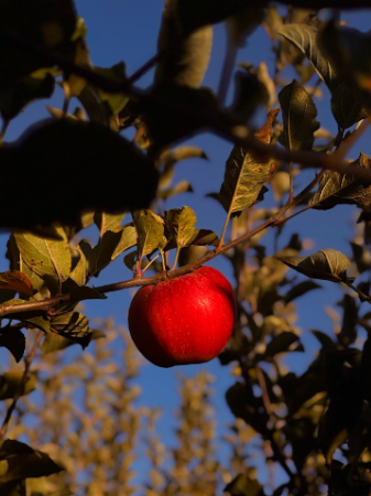 Apple glistening in the sunset Blake Farms Orchard
