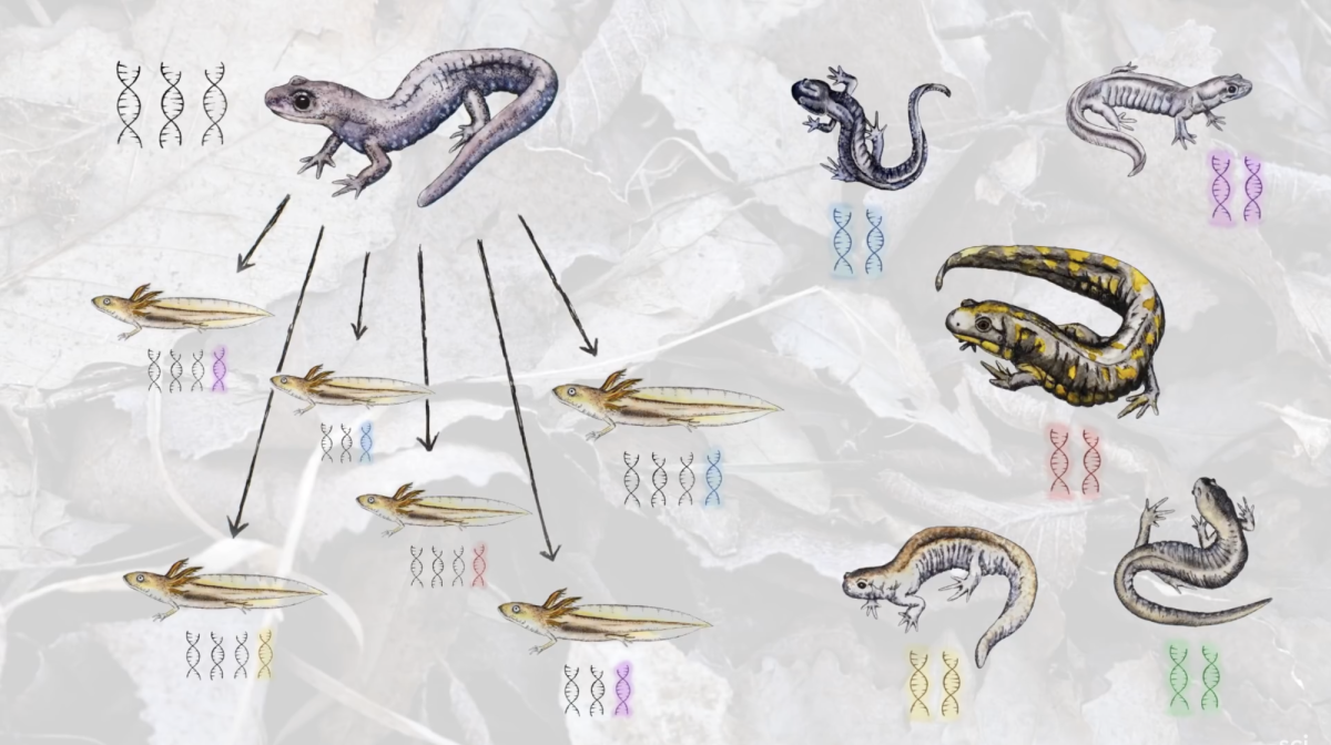 The process of unisexual salamander reproduction, where the female collects sperm/DNA from male salamanders. Credit: The Unisexuals: A Story of Salamanders and Sex (ScienceFriday) 