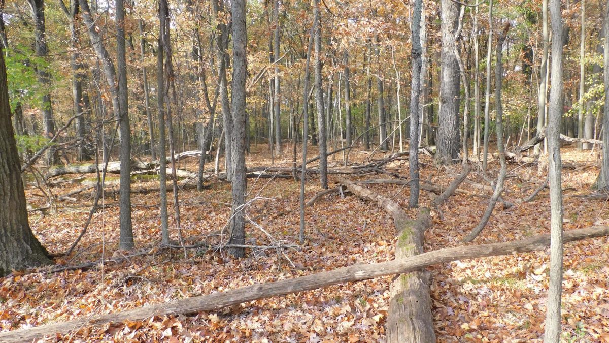 The floor of Skyline’s woods. 