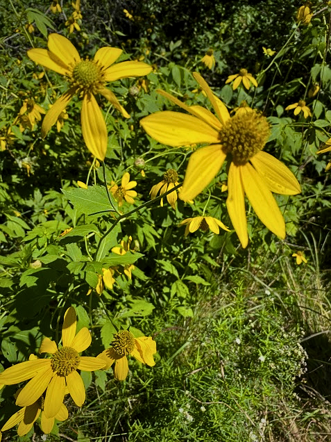 A photo of Black-eyed Susans and Coneflowers, collected during an APES nature walk. 