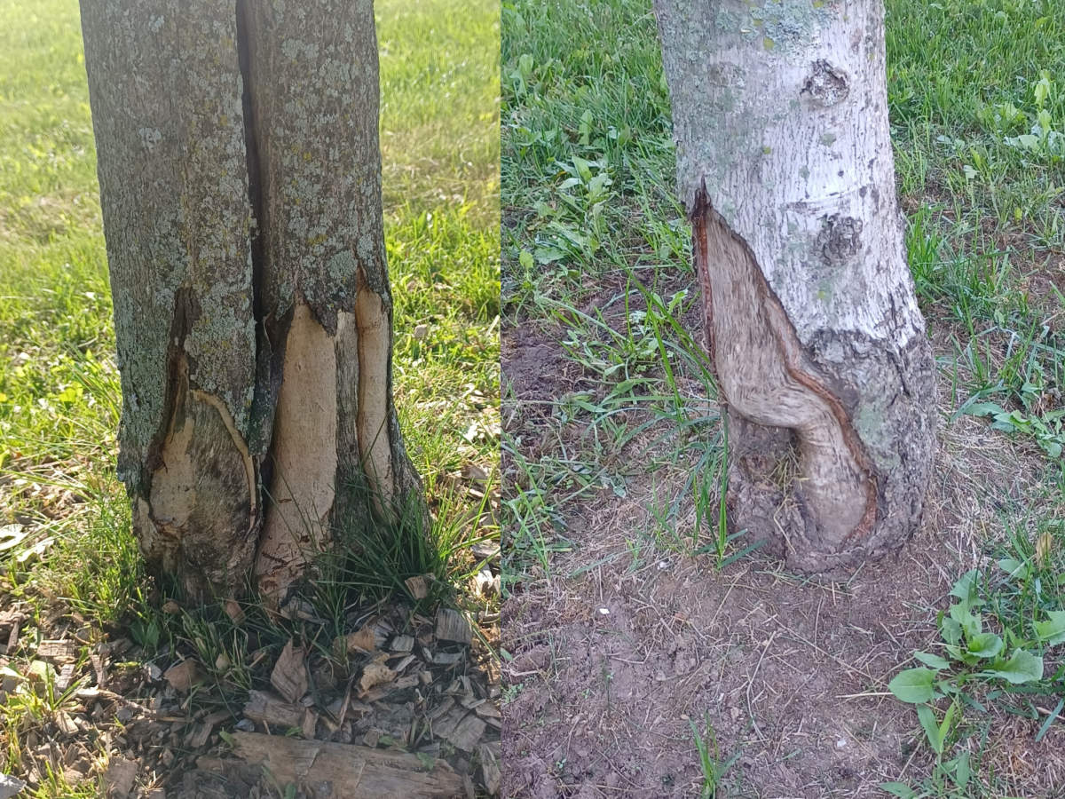 Tree trunks that were damaged from lawn mowers on Skyline’s property. 
