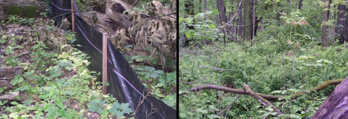 Invasive species on Skyline's property referenced in the final 2008 Wetland Monitoring Report. Left: Japanese Barberry, Right: Garlic Mustard. 