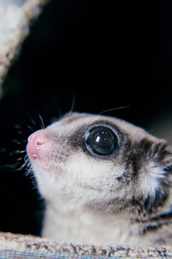 An adorable Sugar glider looks up with "puppy eyes."