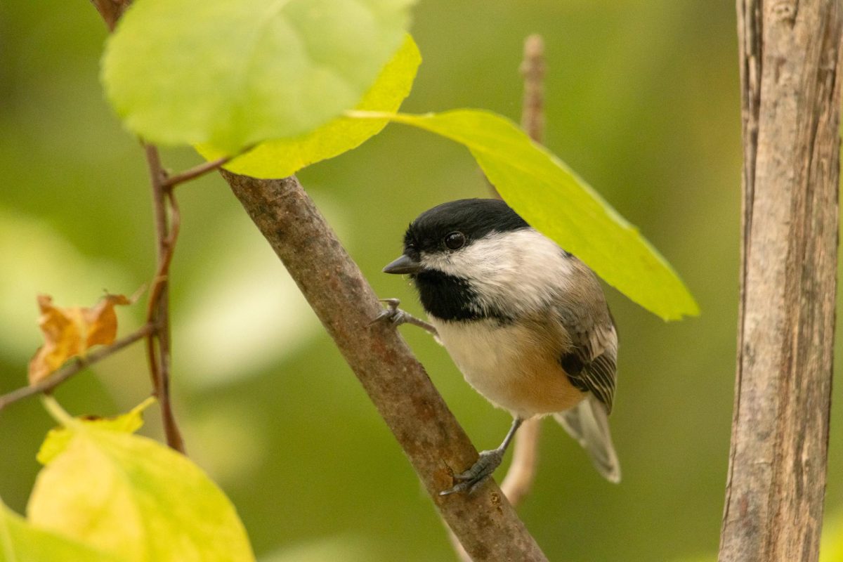 Black Capped Chickadee at Kensington Metropark.