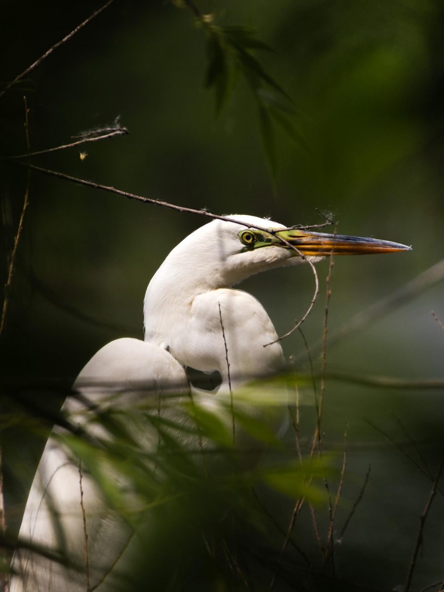 A perched Great Egret