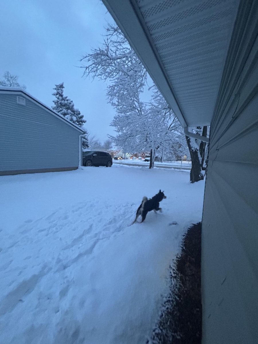 An image of a dog on a snowy winter day.