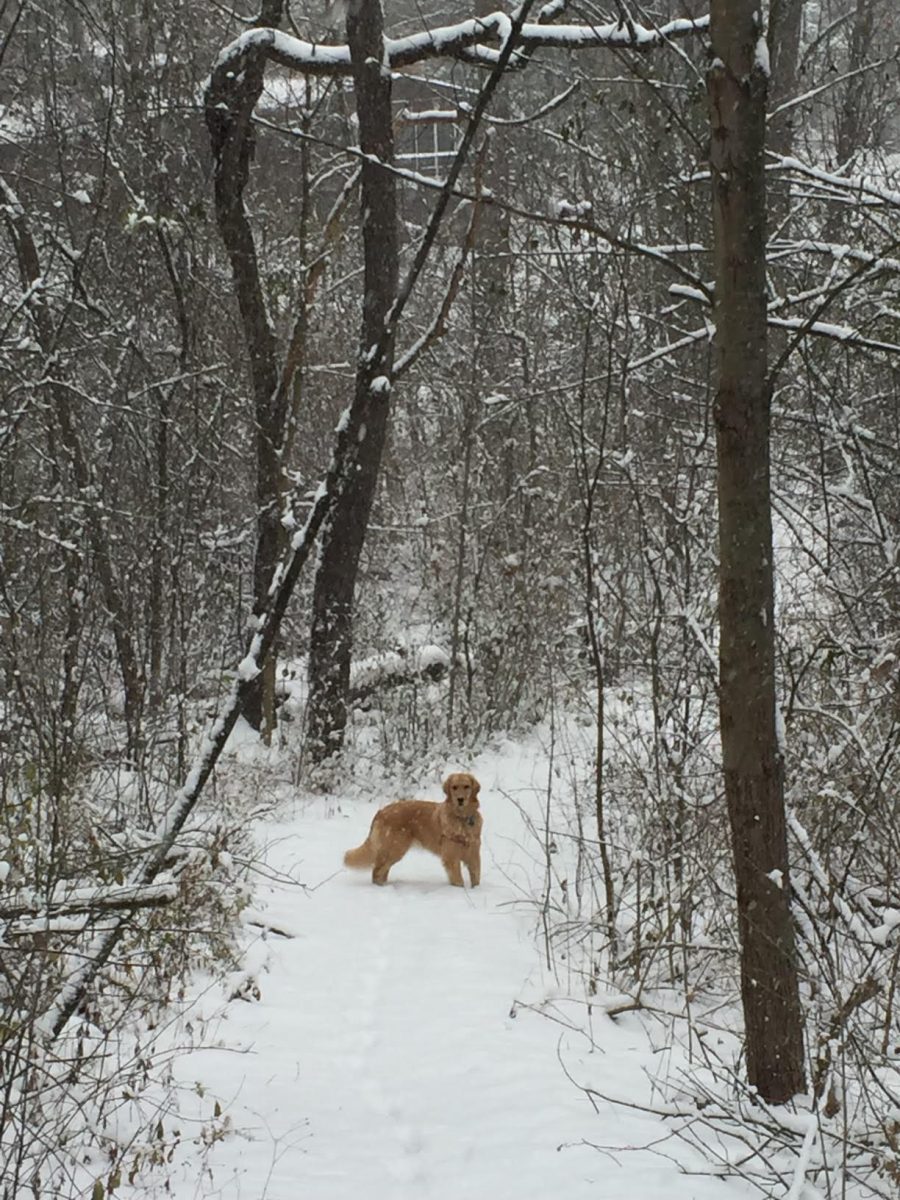 walking through the woods is a great way to enjoy nature even when its snowy