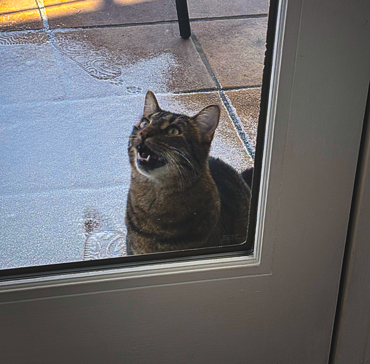 Cat tries to get inside the house during the winter.