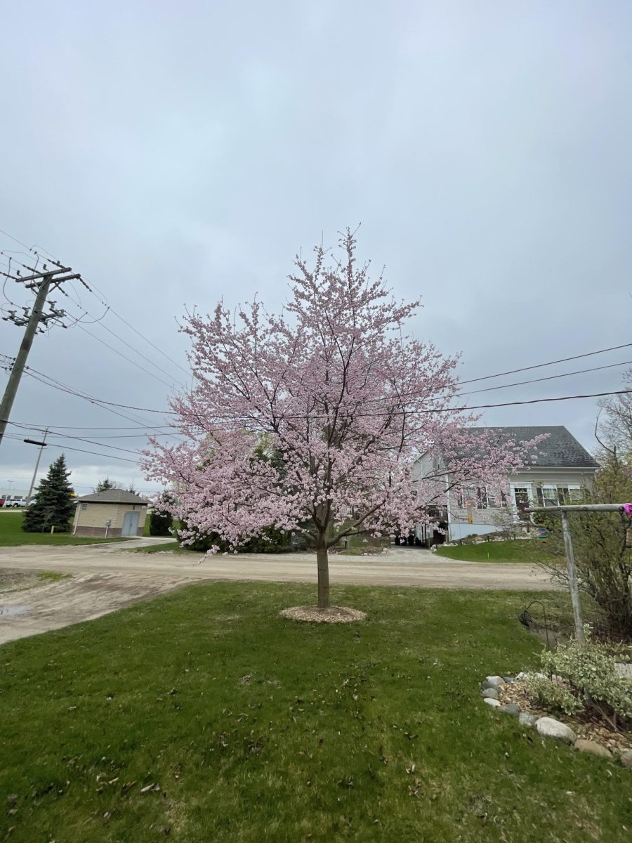 A tree blossoming in my front yard last spring.