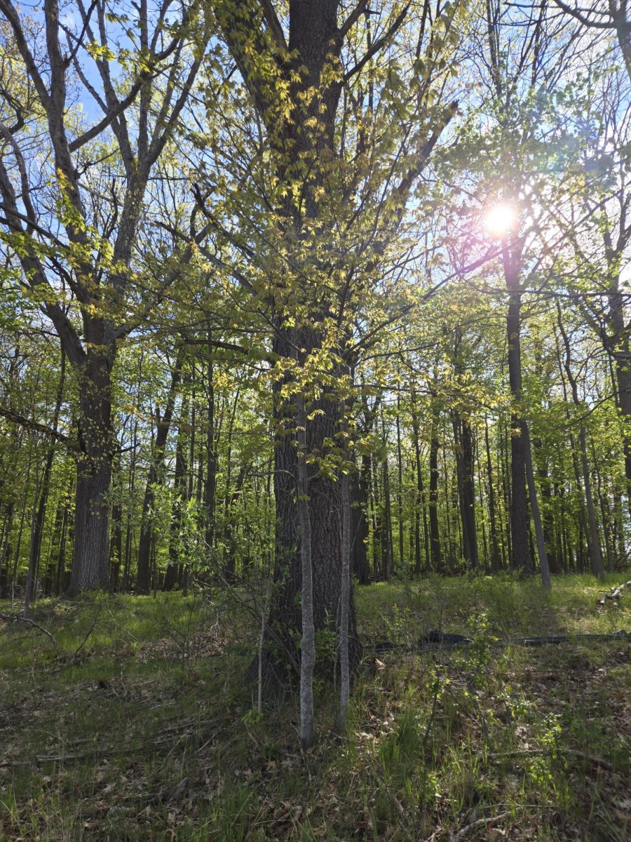 Skyline's natural areas in the morning.